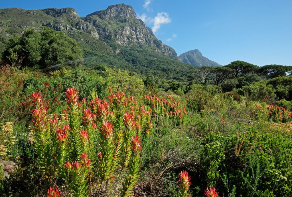 Jardins botaniques de Kirstenbosch